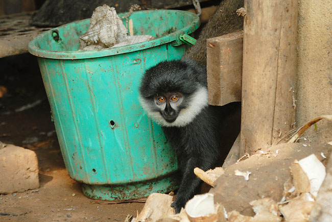 Young L'Hoest's Monkey raiding an outhouse